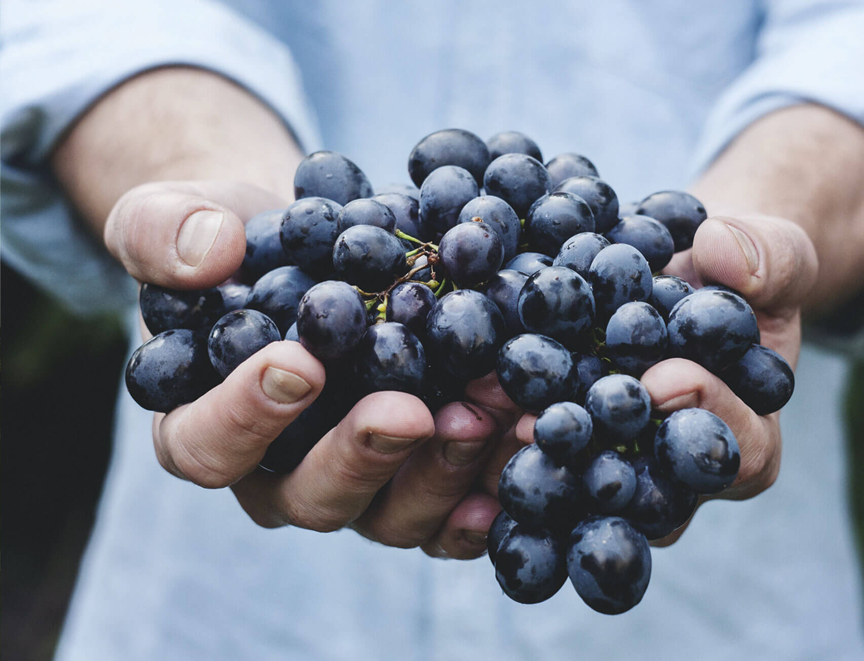 Person Holding Grapes Person Holding Grapes